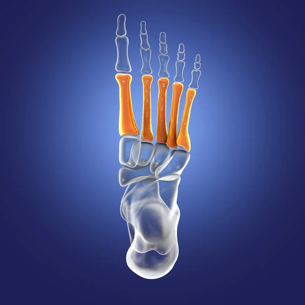 Metatarsal bones of the foot. Human foot anatomy. 3D illustration