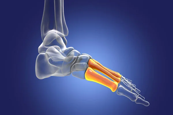 Metatarsal bones of the foot. Human foot anatomy. 3D illustration