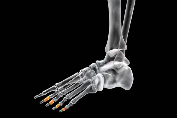 Middle Phalanges Foot Human Foot Anatomy Foot Bones Illustration —  Fotos de Stock