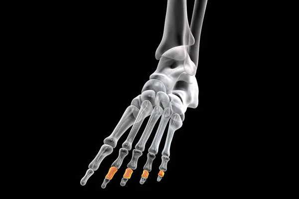 Middle Phalanges Foot Human Foot Anatomy Foot Bones Illustration —  Fotos de Stock