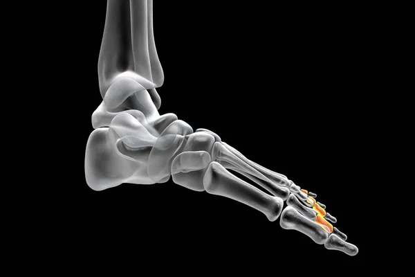 Middle Phalanges Foot Human Foot Anatomy Foot Bones Illustration — Stock Fotó