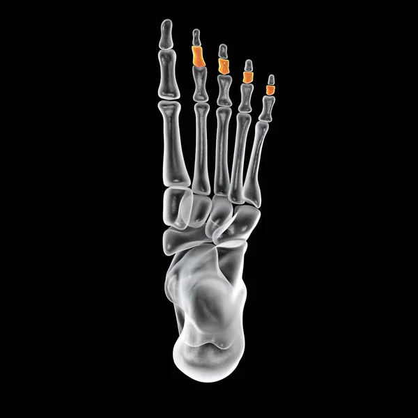 Middle Phalanges Foot Human Foot Anatomy Foot Bones Illustration — Stockfoto