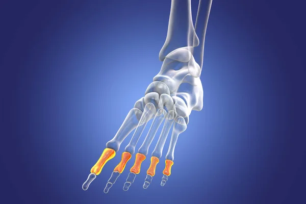 Proximal phalanges of the foot. Human foot anatomy. Foot bones. 3D illustration