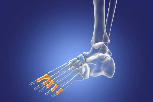 Проксимальні Фаланги Стопи Анатомія Людських Ніг Кістки Ніг Ілюстрація — стокове фото