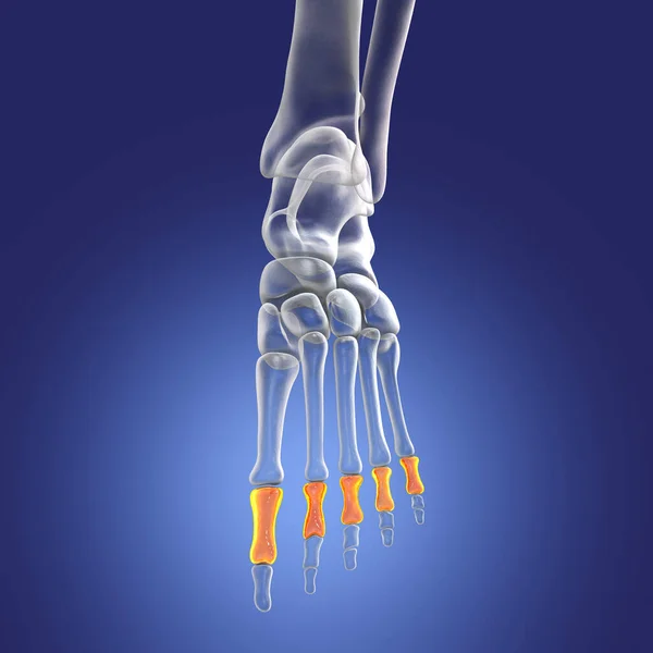 Proximal phalanges of the foot. Human foot anatomy. Foot bones. 3D illustration
