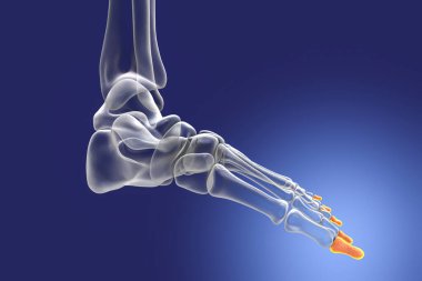 Distal phalanges of the foot. Human foot anatomy. Foot bones. 3D illustration
