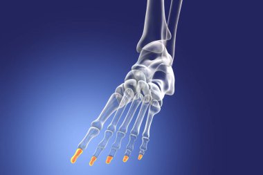 Distal phalanges of the foot. Human foot anatomy. Foot bones. 3D illustration