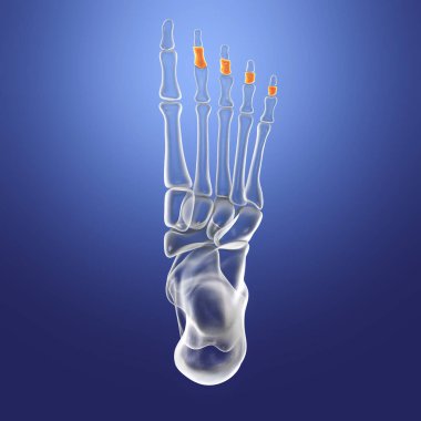 Middle phalanges of the foot. Human foot anatomy. Foot bones. 3D illustration
