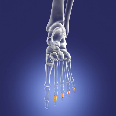 Middle phalanges of the foot. Human foot anatomy. Foot bones. 3D illustration