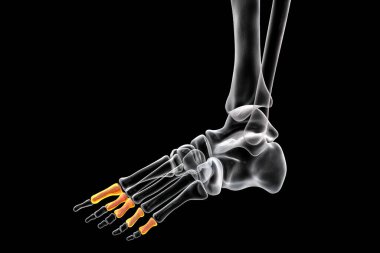 Proximal phalanges of the foot. Human foot anatomy. Foot bones. 3D illustration