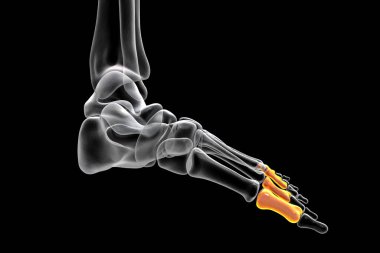 Proximal phalanges of the foot. Human foot anatomy. Foot bones. 3D illustration