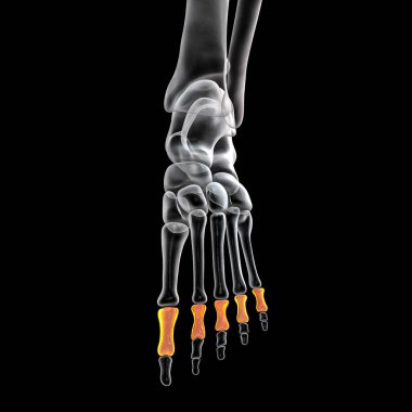 Proximal phalanges of the foot. Human foot anatomy. Foot bones. 3D illustration