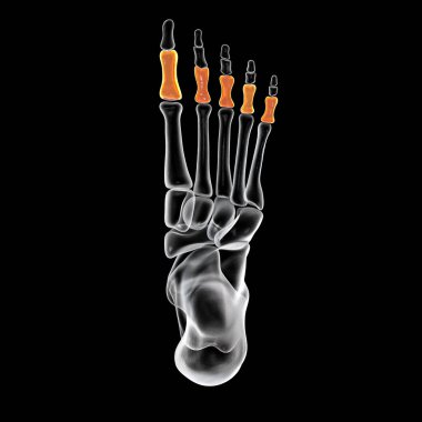 Proximal phalanges of the foot. Human foot anatomy. Foot bones. 3D illustration