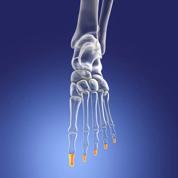 Distal phalanges of the foot. Human foot anatomy. Foot bones. 3D illustration