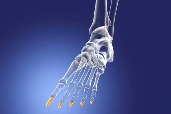 Distal phalanges of the foot. Human foot anatomy. Foot bones. 3D illustration