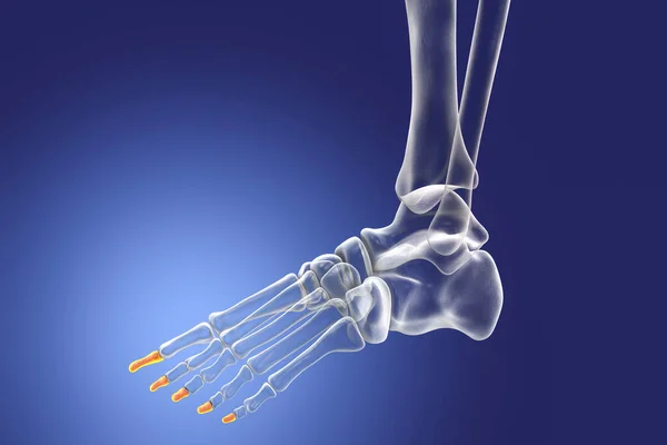 Distal phalanges of the foot. Human foot anatomy. Foot bones. 3D illustration