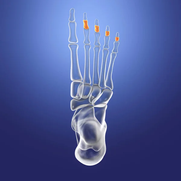 Middle phalanges of the foot. Human foot anatomy. Foot bones. 3D illustration