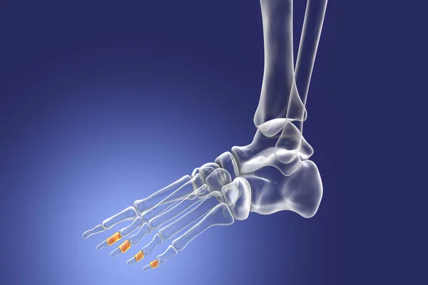 Middle phalanges of the foot. Human foot anatomy. Foot bones. 3D illustration