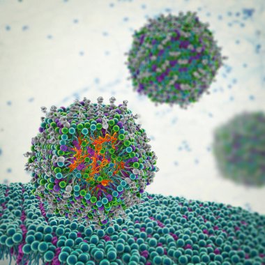 Lipid nanoparticle siRNA antivirals entering a human cell. A type of nanoparticle delivery system, antiviral drug used against Covid-19, 3D illustration clipart