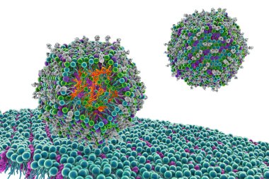 Lipid nanopartikül siRNA antiviralleri insan hücresine giriyor. Bir çeşit nanopartikül taşıma sistemi, Covid-19 'a karşı antiviral ilaç, 3 boyutlu illüstrasyon