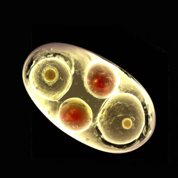Human early stage embryo, illustration in 3D style