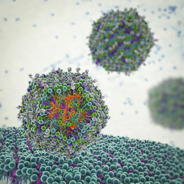 Antivirali Del Sirna Della Nanoparticella Lipidica Che Entrano Una Cellula — Foto Stock