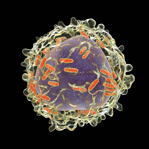 Leukaemia White Blood Cell Mitochondria Illustration Mitochondrial Metabolism Potential Therapeutic — Stock Photo, Image