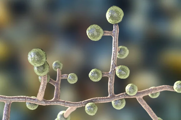 Emmonsia Microscopic Pathogenic Fungi Illustration Causative Agent Adiaspiromycosis Pulmonary Disease — Stock Photo, Image