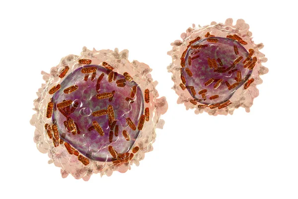 Leukaemia White Blood Cell Mitochondria Illustration Mitochondrial Metabolism Potential Therapeutic — Stock Photo, Image