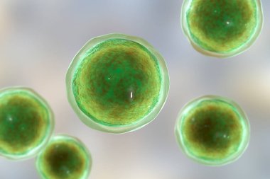 Amonyak mikroskobik patojenik mantarlar, adiaspore aşaması, 3 boyutlu illüstrasyon. Küçük hayvanlarda adiaspiromikoz akciğer hastalığının ve HIV pozitif hastalarda yayılan enfeksiyonların nedeni.