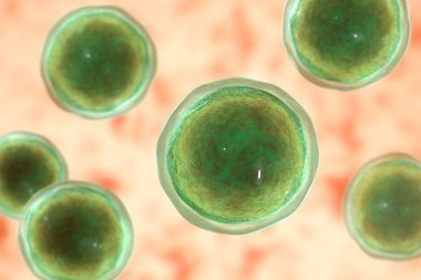 Amonyak mikroskobik patojenik mantarlar, adiaspore aşaması, 3 boyutlu illüstrasyon. Küçük hayvanlarda adiaspiromikoz akciğer hastalığının ve HIV pozitif hastalarda yayılan enfeksiyonların nedeni.