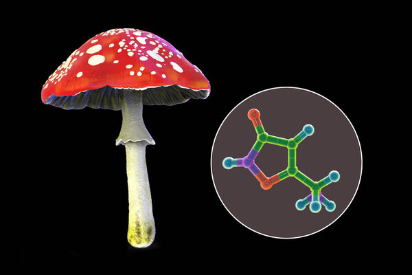 Fly agaric mushroom (Amanita muscaria), and molecule of muscimol toxin, the principal psychoactive constituent of Amanita muscaria with hallucinogenic activity, 3D illustration