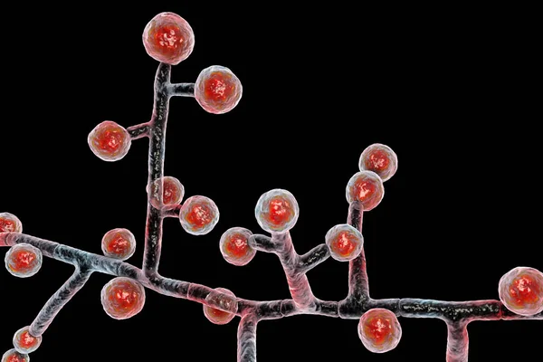 Emmonsia microscopic pathogenic fungi, 3D illustration. The causative agent of adiaspiromycosis pulmonary disease in small animals, and also lung and disseminated infections in HIV-positive patients