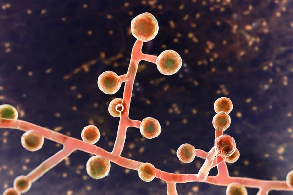 Emonyak Mikroskobik Patojenik Mantarlar Boyutlu Çizimler Küçük Hayvanlarda Adiaspiromycosis Pulmoner — Stok fotoğraf