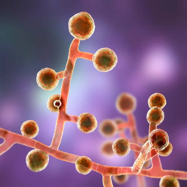 Emmonsia Champignons Pathogènes Microscopiques Illustration Agent Causal Adiaspiromycose Pulmonaire Chez — Photo