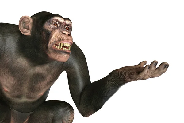 Singe Chimpanzé Assis Avec Bras Prêt Tenir Quelque Chose Illustration — Photo