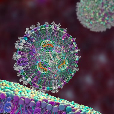 Lipid nanopartikül mRNA aşısı, Covid-19 ve gribe karşı kullanılan bir aşı türü. Virüsün mRNA 'sını taşıyan bir lipid nanopartikülünün kesitini gösteren 3D illüstrasyon (turuncu).