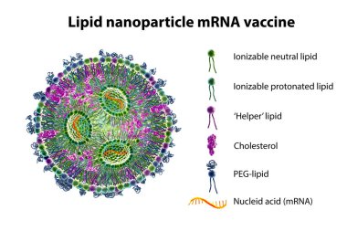 Lipid nanopartikül mRNA aşısı, Covid-19 ve gribe karşı kullanılan bir aşı türü. Virüsün mRNA 'sını taşıyan bir lipid nanopartikülünün kesitini gösteren 3D illüstrasyon (turuncu).