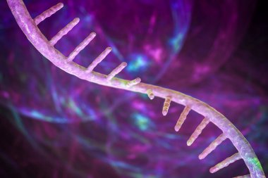 Kurye ribonükleik asidin (mRNA) moleküler modeli. 3B illüstrasyon