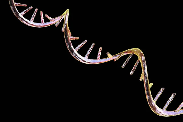 핵산의 Molecular Model — 스톡 사진