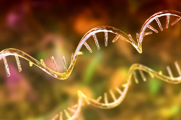 Modelo Molecular Ácido Ribonucleico Mensageiro Mrna Ilustração — Fotografia de Stock