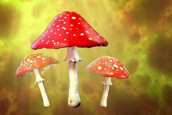 Муха Агарная Гриб Красной Шапкой Белыми Точками Amanita Muscaria Гриб — стоковое фото