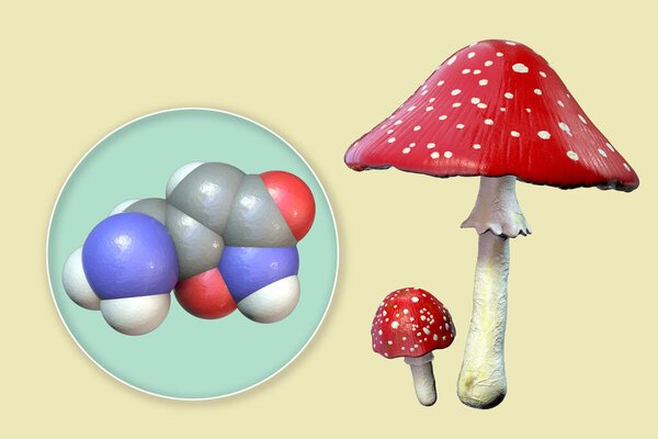 Fly agaric mushroom (Amanita muscaria), and molecule of muscimol toxin, the principal psychoactive constituent of Amanita muscaria with hallucinogenic activity, 3D illustration