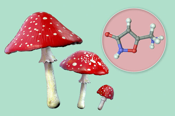 Fly agaric mushroom (Amanita muscaria), and molecule of muscimol toxin, the principal psychoactive constituent of Amanita muscaria with hallucinogenic activity, 3D illustration