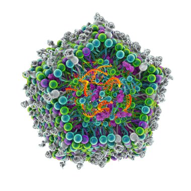 Lipid nanopartikül mRNA aşısı, Covid-19 ve gribe karşı kullanılan bir aşı türü. Virüsün mRNA 'sını taşıyan bir lipid nanopartikülünün kesitini gösteren 3D illüstrasyon (turuncu).