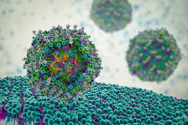 Lipid nanopartikül mRNA aşısı insan hücresine giriyor. Covid-19 'a karşı kullanılan bir aşı türü. Virüsün mRNA 'sını taşıyan bir lipid nanopartikülünün kesitini gösteren 3D illüstrasyon (turuncu).