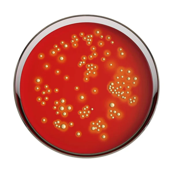 Colonies Bacteria Staphylococcus Aureus Sheep Blood Agar Medium Illustration — Stock Photo, Image