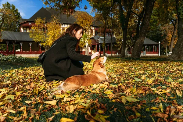 Sırbistan 'ın Subotica kentindeki Palic Gölü yakınlarındaki renkli sonbahar halısında bir köpeği okşayan güzel genç kadın