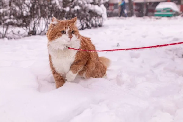 Güzel tüylü turuncu kedi tasmalı karda