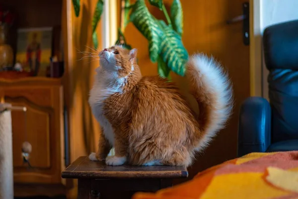 Linda Laranja Gato Peludo Sentado Uma Cadeira Madeira Dentro Casa — Fotografia de Stock